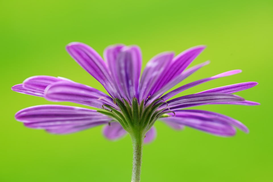 Violet Significado